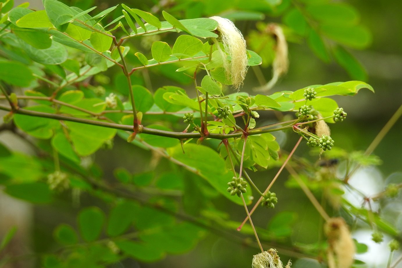 Zapoteca formosa 